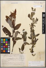 Foto von Salix caprea L. x Salix purpurea L.